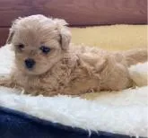 ペキプー(ペキニーズ×トイプードル)【神奈川県・女の子・2022年6月19日・アプリコット】の写真4