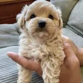 マルプー(トイプー×マルチーズ)【神奈川県・男の子・2022年5月9日・アプリコット】の写真4