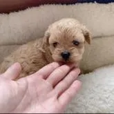 ペキプー(ペキニーズ×トイプードル)【神奈川県・女の子・2022年6月19日・アプリコット】の写真5