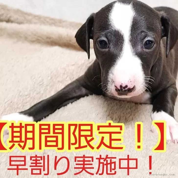 イタリアングレーハウンド【和歌山県・男の子・2025年11月11日・シール&amp;ホワイトマーキング】の写真1「3匹兄弟の中で、今のところ1番元気な子犬です」