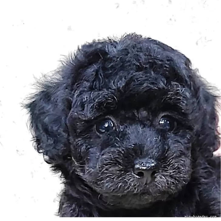 ID：2508-03099の子犬