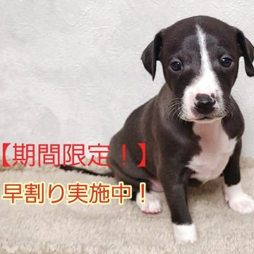 イタリアングレーハウンド【和歌山県・男の子・2025年11月11日・シール&ホワイトマーキング】の写真「早割り実施中！！イタグレの男の子です。」