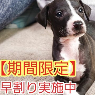 イタリアングレーハウンド【和歌山県・男の子・2025年11月11日・シール&ホワイトマーキング】の写真「早割り実施中！！イタグレの男の子です。」