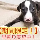 イタリアングレーハウンド