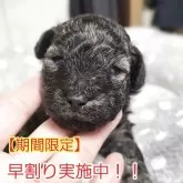 トイプードル(トイ)