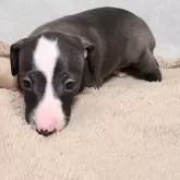 イタリアングレーハウンド【和歌山県・男の子・2025年11月11日・シール&ホワイトマーキング】の写真6