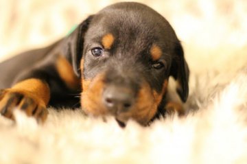 ドーベルマン【千葉県・男の子・2021年9月17日・ブラックタン】の写真「母犬の両親共に警察犬　父犬は輸入犬」