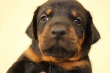 ドーベルマン【千葉県・男の子・2021年9月17日・ブラックタン】の写真「母犬の両親共に警察犬　父犬は輸入犬」