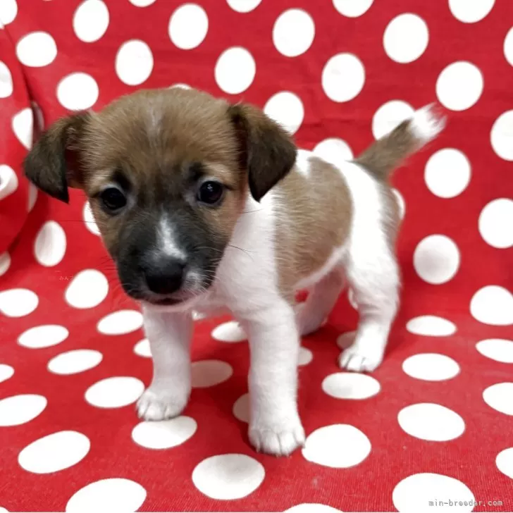 ジャックラッセルテリア【京都府・女の子・2025年12月13日・ホワイト&amp;タン】の写真1