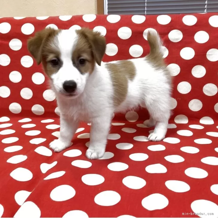 ID：2505-02713の子犬