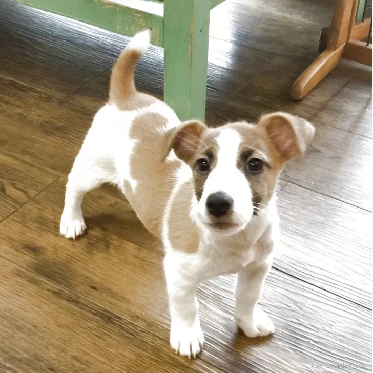 ID：2505-02711の子犬