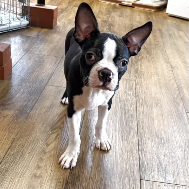 ID：2508-00750の子犬