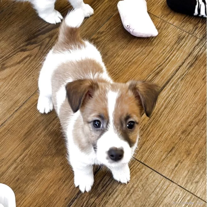 ジャックラッセルテリア【京都府・男の子・2025年10月5日・ホワイト&amp;タン】の写真1