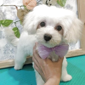 マルプー(トイプードル×マルチーズ)【京都府・女の子・2025年6月15日・ホワイト】の写真「元気でなつっこいマルプーちゃん」