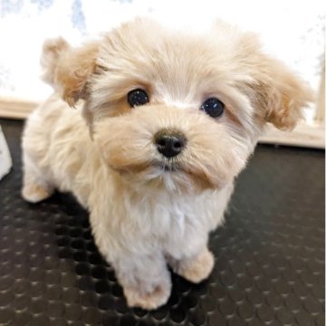 マルプー(マルチーズ×トイプードル)【京都府・女の子・2025年1月5日・アプリコット】の写真「可愛いマルプーの女の子」
