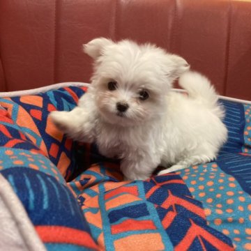 ミックス(マルチーズ×チワマル)【京都府・女の子・2024年11月6日・ホワイト】の写真「極小！可愛いチワマルミックス」