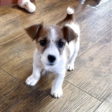 ジャックラッセルテリア【京都府・男の子・2025年9月4日・ホワイト&タン】の写真「元気で賢いジャックラッセルテリア」