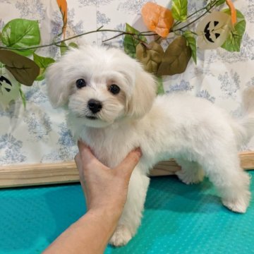 マルプー(トイプードル×マルチーズ)【京都府・女の子・2025年6月15日・ホワイト】の写真「元気でなつっこいマルプーちゃん」