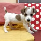 ジャックラッセルテリア