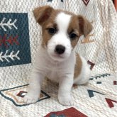 ジャックラッセルテリア