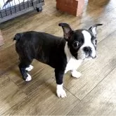 ボストンテリア