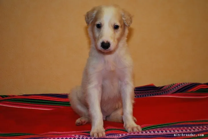 ID:1704-00034の子犬