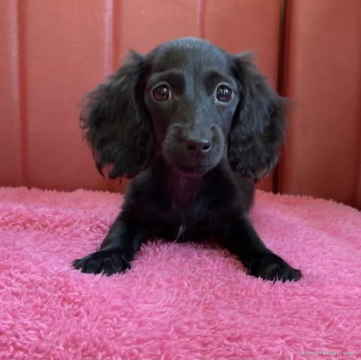 ID：2306-03741の子犬