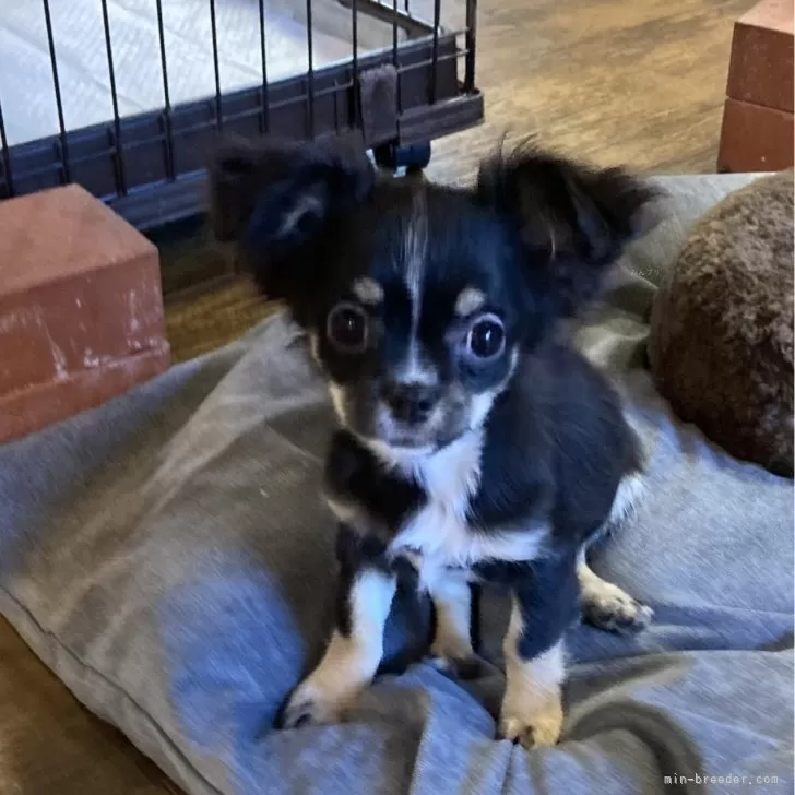 ID:2312-03186の子犬