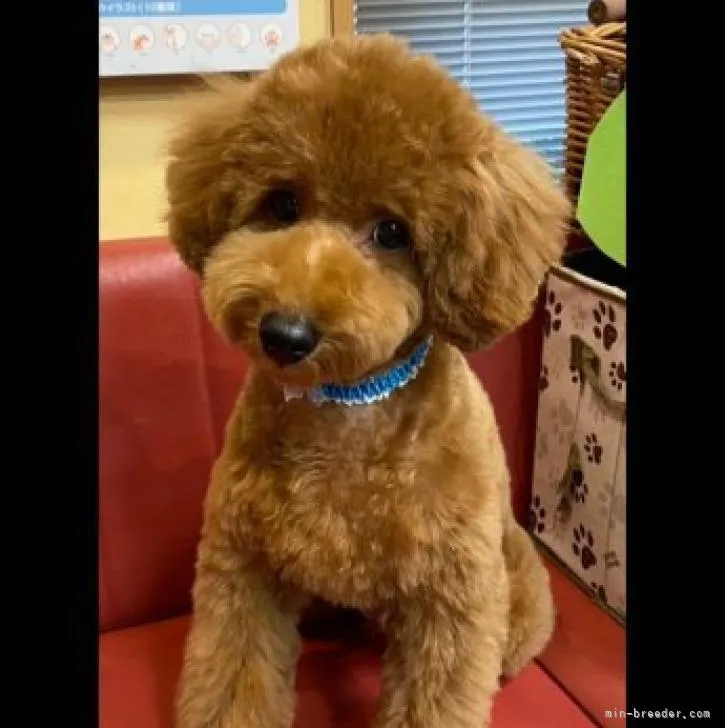 ID:2207-04026の子犬