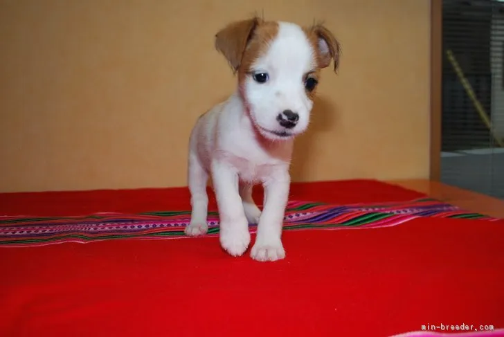 ID：1709-00691の子犬