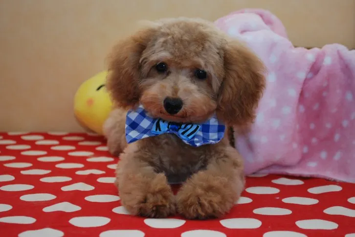 ID：1605-01810の子犬