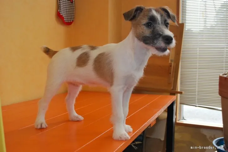 ID：1806-01218の子犬