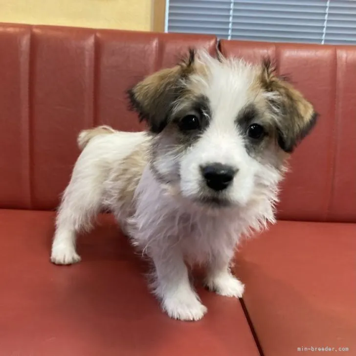 ID:2301-01855の子犬