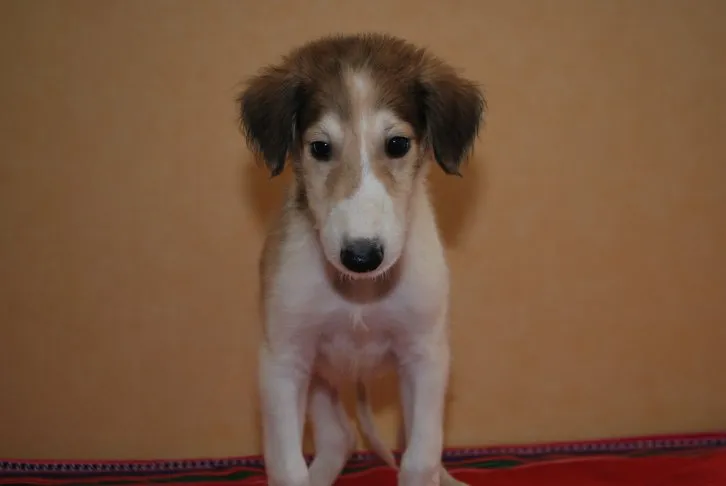 ID:1608-00952の子犬