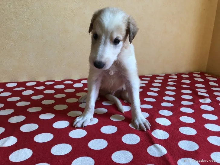 ID:1807-00737の子犬