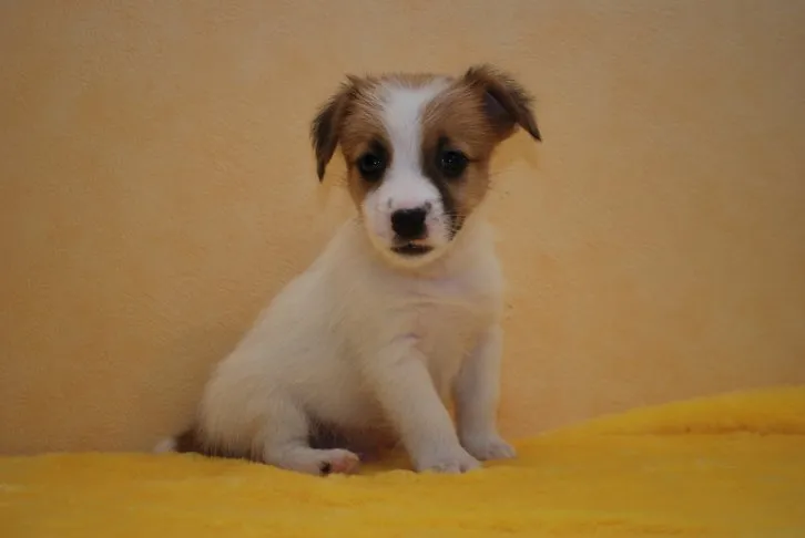 ID：1607-01075の子犬