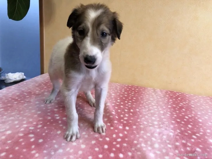 ID:2011-03636の子犬