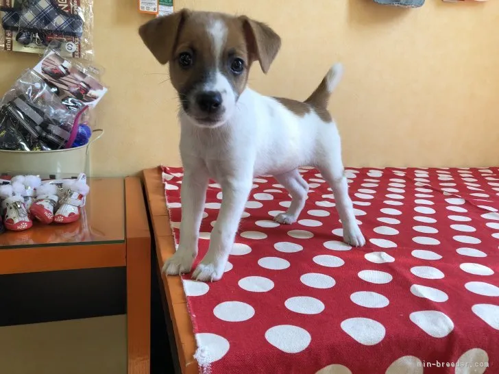 ID：1807-00071の子犬