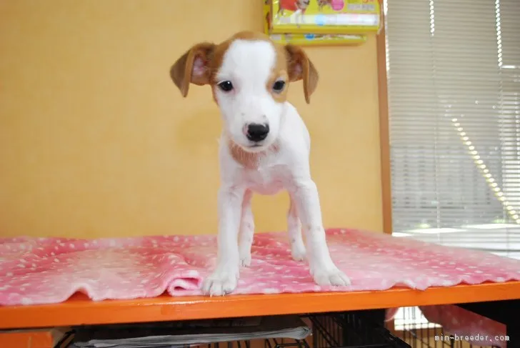 ID：1707-00490の子犬