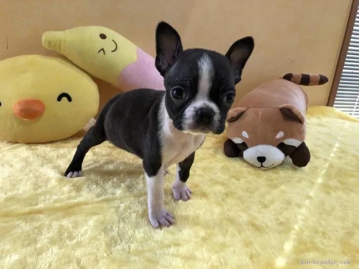 ID：2010-00992の子犬