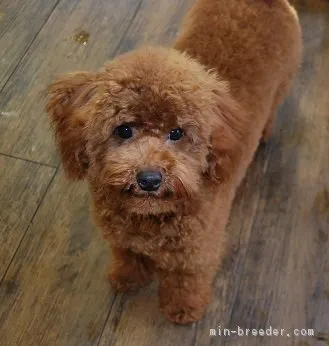 ID：1706-01705の子犬