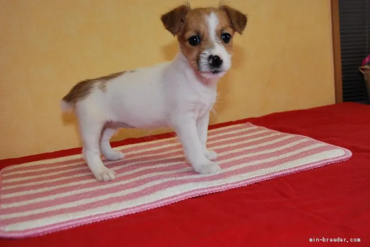 ID：1911-01789の子犬