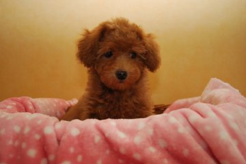 トイプードル(トイ)【京都府・女の子・2016年3月18日・レッド】の写真「コロコロのかわいい子！」