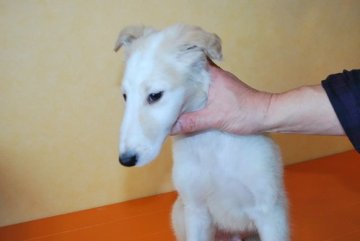 ボルゾイ【京都府・男の子・2017年12月2日・ホワイト&レモン】の写真「華麗なるボルゾイ」