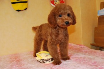トイプードル(トイ)【京都府・女の子・2018年8月25日・レッド】の写真「性格バツグンの両親から生まれました！」