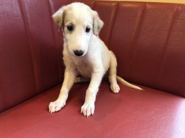 ボルゾイ【京都府・女の子・2021年7月15日・ホワイト&レモン】の写真「華麗なるボルゾイ」