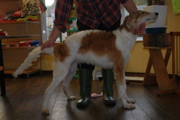 ボルゾイ【京都府・男の子・2016年6月24日・ホワイト&レッド】の写真「華麗なるボルゾイ！」
