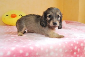 ミニチュアダックスフンド(ロング)【京都府・女の子・2018年6月21日・シェイテッドイエロー】の写真「かわいい女の子！」