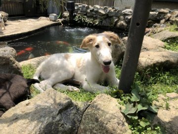 ボルゾイ【京都府・男の子・2019年2月7日・ホワイト&レモン】の写真「華麗なるボルゾイ！」