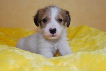 ジャックラッセルテリア【京都府・男の子・2019年5月5日・ホワイト&タン】の写真「愛嬌たっぷり！元気なジャック！」